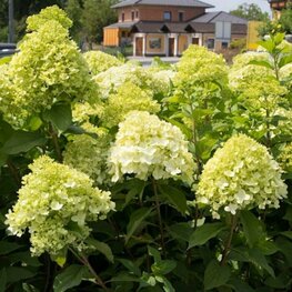 Гортензия метельчатая Панзола (Hydrangea paniculata 'Panzola')