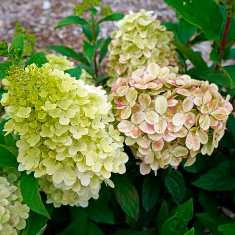 Гортензия метельчатая Пантеон (Hydrangea paniculata 'PanTheon')