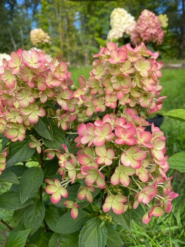 Гортензия метельчатая Панфлора (Hydrangea paniculata 'Panflora')
