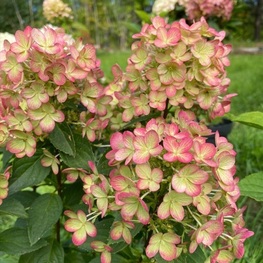 Гортензия метельчатая "Panflora"