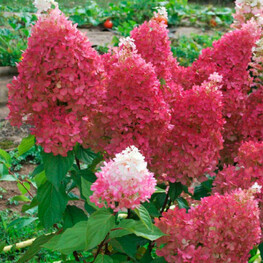 Гортензия метельчатая Петит Флори (Hydrangea paniculata 'Petite Flori')