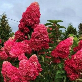 Гортензия метельчатая Петит Черри (Hydrangea paniculata 'Petite Cherry')