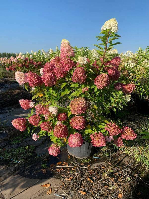 Гортензия метельчатая Пинк энд Роуз (Hydrangea paniculata 'Pink and Rose')