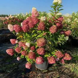 Гортензия метельчатая Пинк энд Роуз (Hydrangea paniculata 'Pink and Rose')