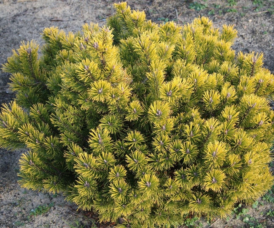 Сосна горная Литтл Голд Стар (Pinus mugo 'Little Gold Star')