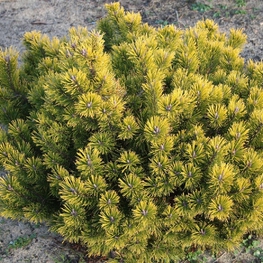 Сосна горная Литтл Голд Стар (Pinus mugo 'Little Gold Star')