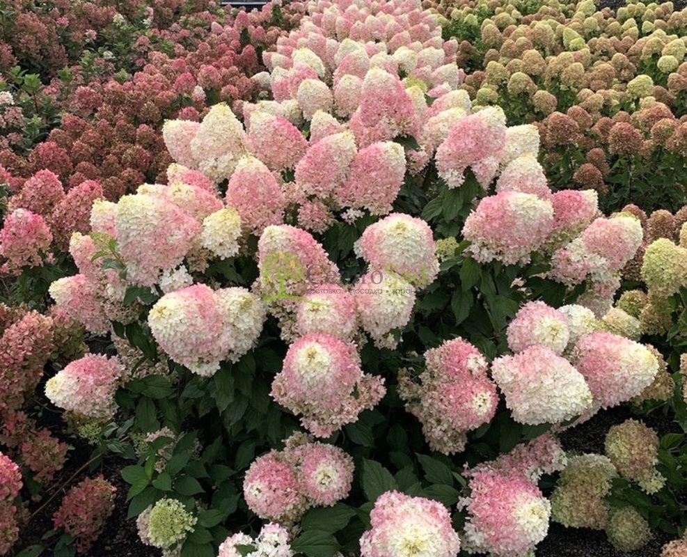 Гортензия метельчатая Пинкачу (Hydrangea paniculata 'Pinkachu')