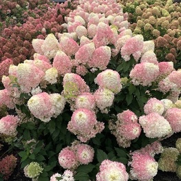 Гортензия метельчатая Пинкачу (Hydrangea paniculata 'Pinkachu')