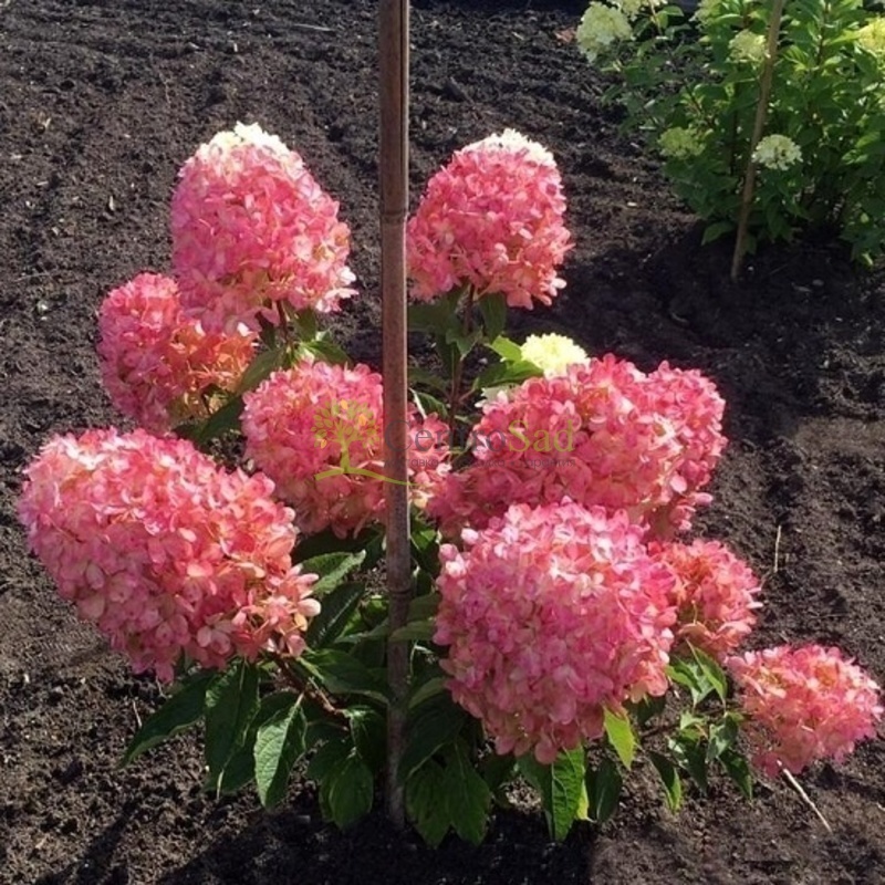 Гортензия метельчатая Распберри Пинк (Hydrangea paniculata 'Raspberry Pink')