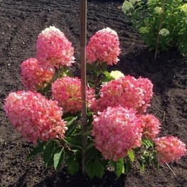Гортензия метельчатая Распберри Пинк (Hydrangea paniculata 'Raspberry Pink')