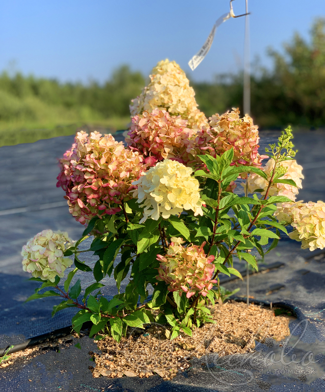 Гортензия метельчатая Роял Флауэр (Hydrangea paniculata 'Royal Flower')