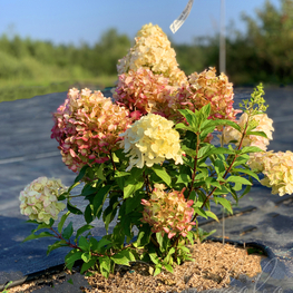 Гортензия метельчатая Роял Флауэр (Hydrangea paniculata 'Royal Flower')