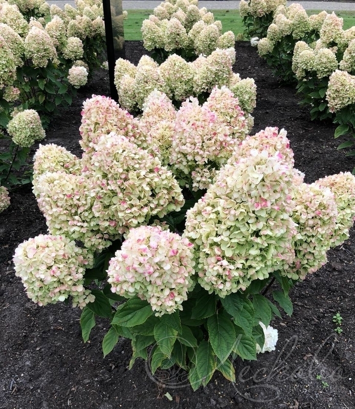 Гортензия метельчатая Саммер Сноу (Hydrangea paniculata 'Summer Snow')