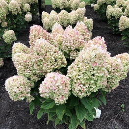 Гортензия метельчатая Саммер Сноу (Hydrangea paniculata 'Summer Snow')