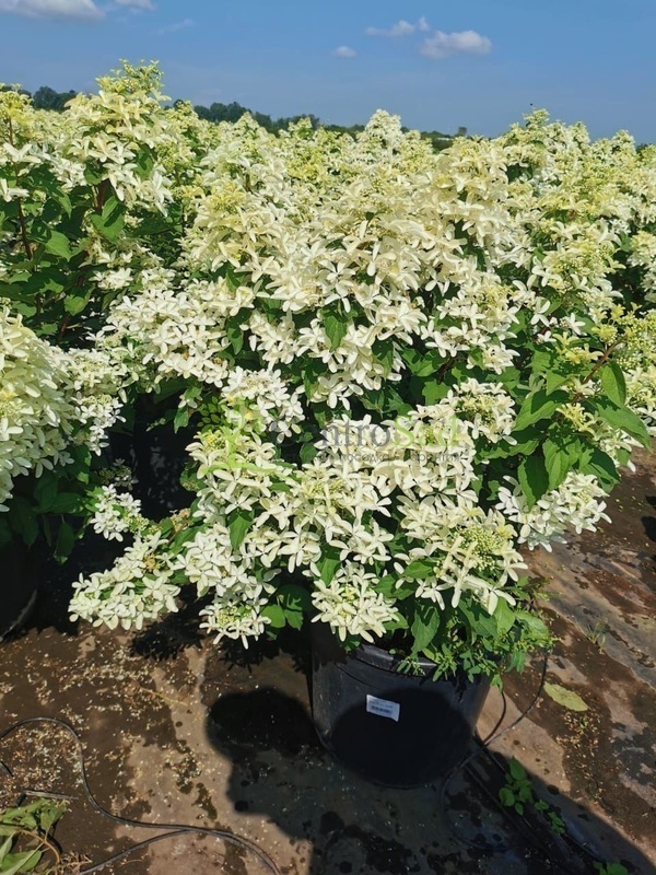 Гортензия метельчатая Стар Роуз (Hydrangea paniculata 'Star Rose')