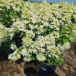 Гортензия метельчатая Стар Роуз (Hydrangea paniculata 'Star Rose')