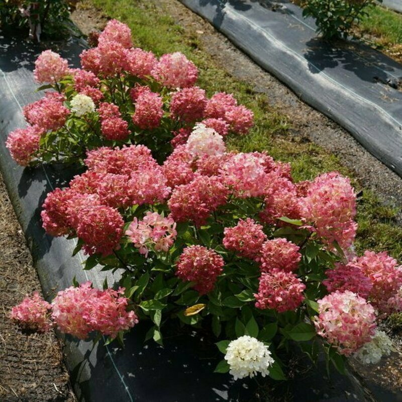 Гортензия метельчатая Файер Лайт (Hydrangea paniculata 'Fire Light')