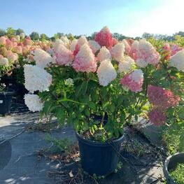 Гортензия метельчатая Шугар Раш (Hydrangea paniculata 'Sugar Rush')