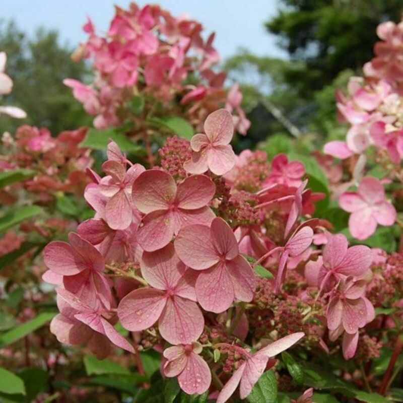 Гортензия метельчатая Эрли Сенсейшн (Hydrangea paniculata 'Early Sensation')