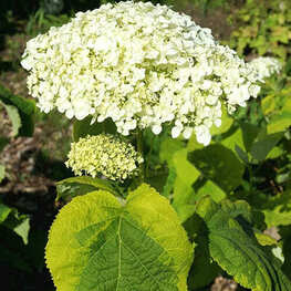 Гортензия древовидная Голден Анабель (Hydrangea arborescens 'Golden Annabelle')