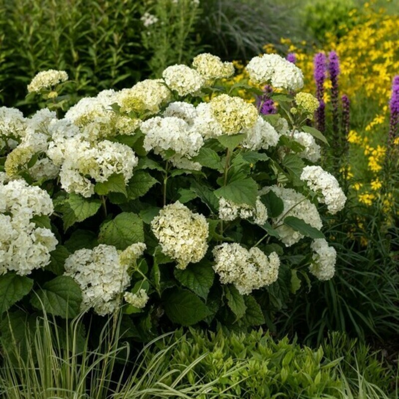 Гортензия древовидная Флауэр Вау (Hydrangea arborescens 'FlowerWOW')