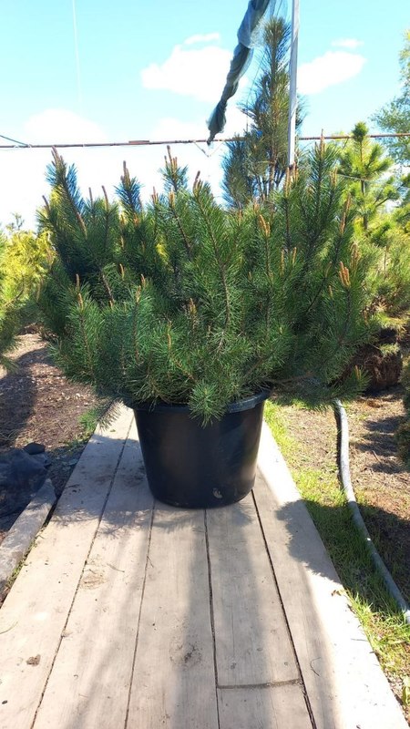 Сосна горная (Pinus mugo)