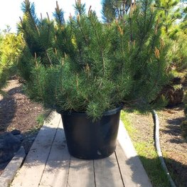 Сосна горная (Pinus mugo)