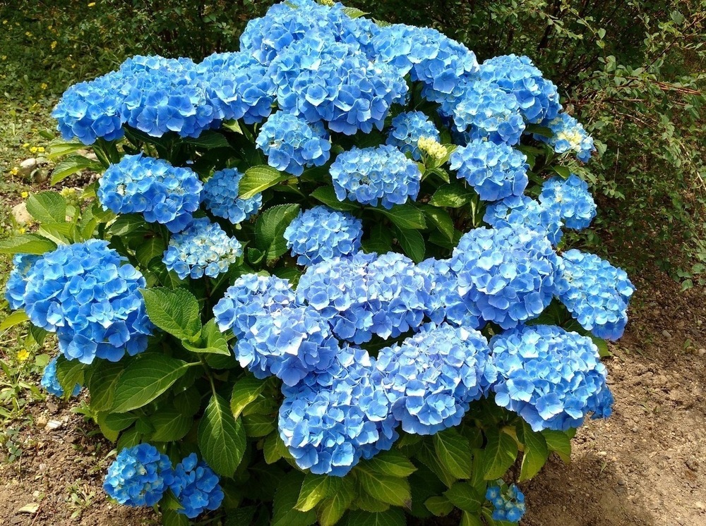 Гортензия крупнолистная Никко Блю (Hydrangea macrophylla 'Nikko Blue')