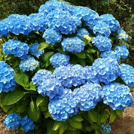 Гортензия крупнолистная "Nikko Blue"