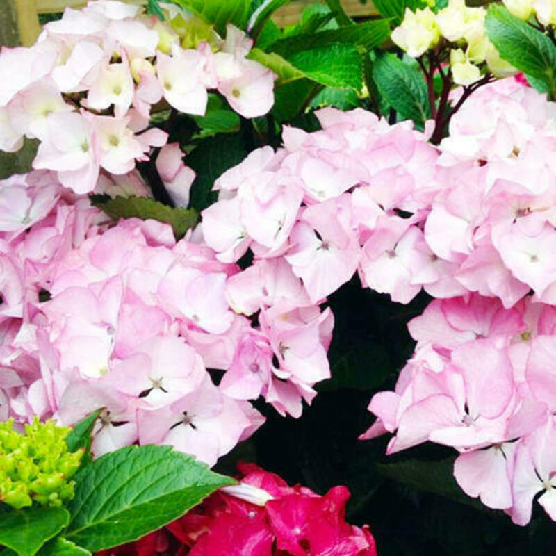 Гортензия крупнолистная Саксон Грюнес Гевольбе (Hydrangea macrophylla 'Saxon Grunes Gewolbe')