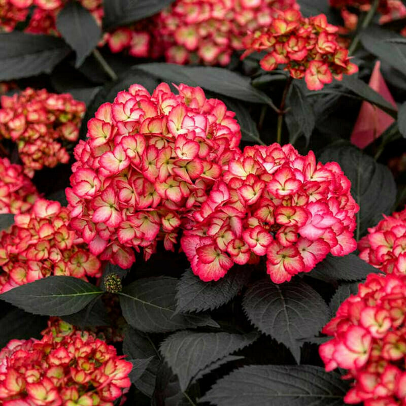 Гортензия крупнолистная Эклипс Ферст Эдишнс (Hydrangea macrophylla 'Eclipse First Editions')