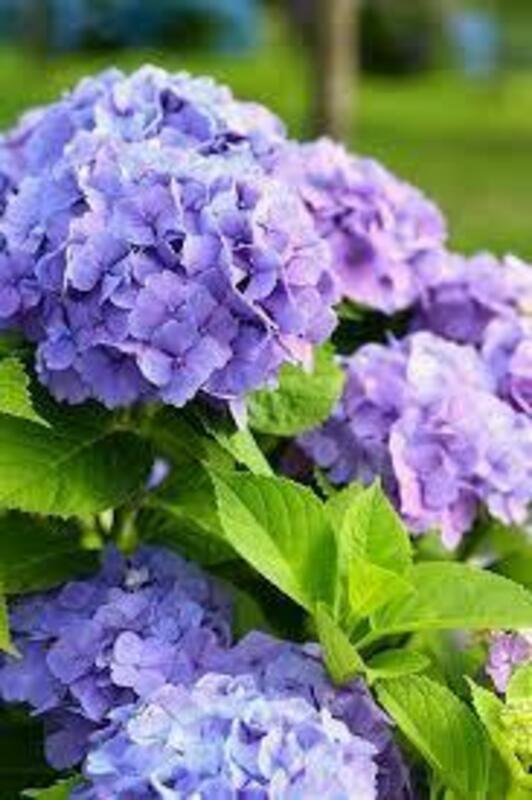Гортензия крупнолистная Эндлесс Саммер Блум Стар Блю (Hydrangea macrophylla 'Endless Summer Bloom Star Blue')