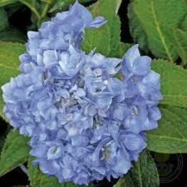 Гортензия крупнолистная "Endless Summer Original Blue"