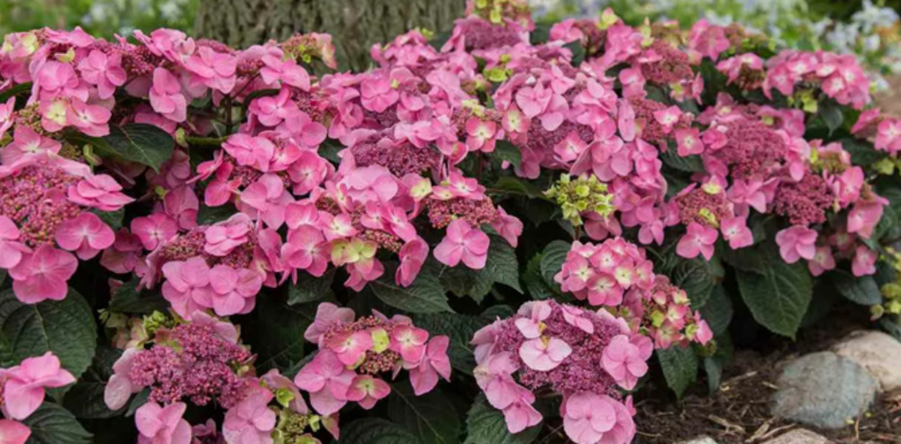 Гортензия крупнолистная Эндлесс Саммер Поп Стар (Hydrangea macrophylla 'Endless Summer Pop Star')