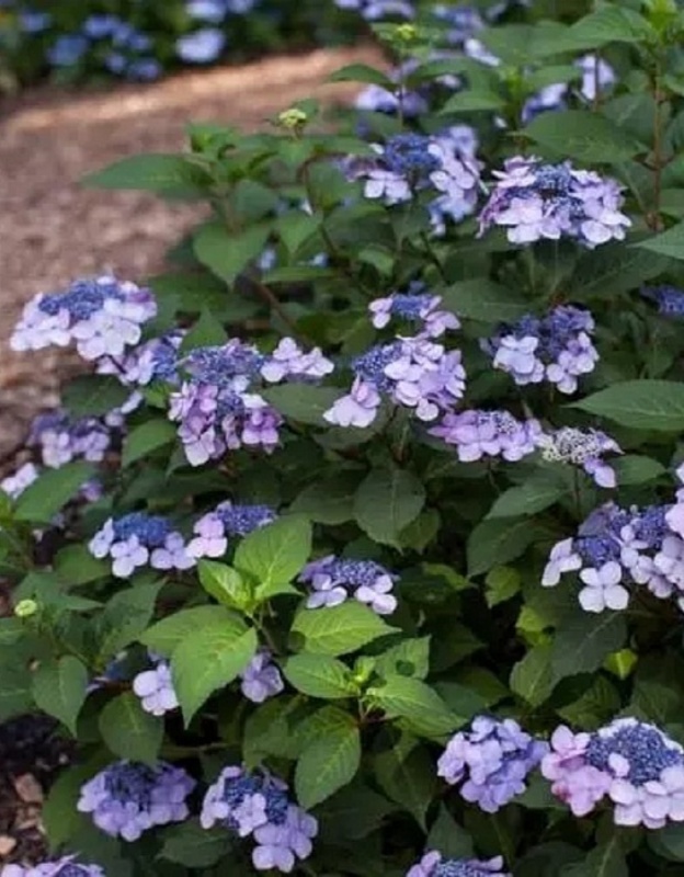 Гортензия крупнолистная Эндлесс Саммер Твист-н-Шаут Блю (Hydrangea macrophylla 'Endless Summer Twist-n-Shout Blue')