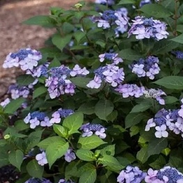 Гортензия крупнолистная "Endless Summer Twist-n-Shout Blue"