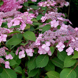 Гортензия крупнолистная "Endless Summer Twist-n-Shout Pink"