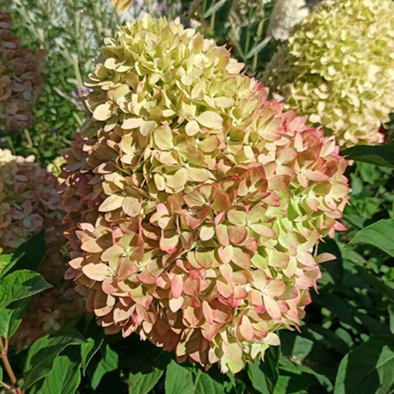 Гортензия метельчатая Би Грин (Hydrangea paniculata 'Bee Green')