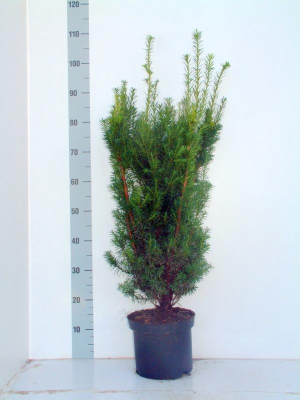 Тис средний (Taxus x media)