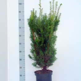 Тис средний (Taxus x media)