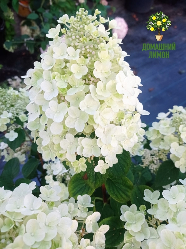 Гортензия метельчатая Би Хэппи (Hydrangea paniculata 'Bee Happy')