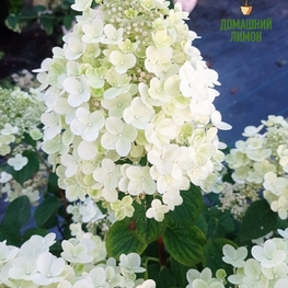 Гортензия метельчатая Би Хэппи (Hydrangea paniculata 'Bee Happy')
