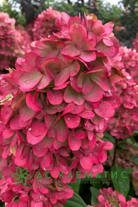 Гортензия метельчатая Бонфайр (Hydrangea paniculata 'Bonfire')