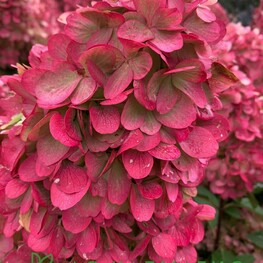 Гортензия метельчатая Бонфайр (Hydrangea paniculata 'Bonfire')