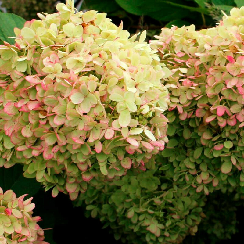 Гортензия метельчатая Икс Эс Лайт (Hydrangea paniculata 'XS-Light')