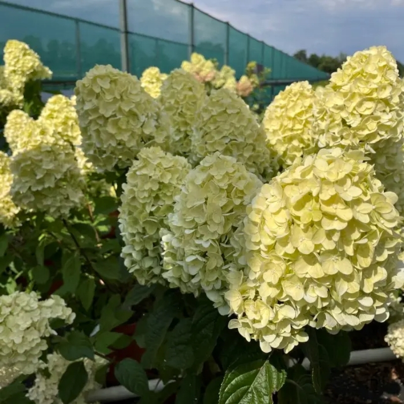 Гортензия метельчатая Брайтлайт (Hydrangea paniculata 'Brightlight')