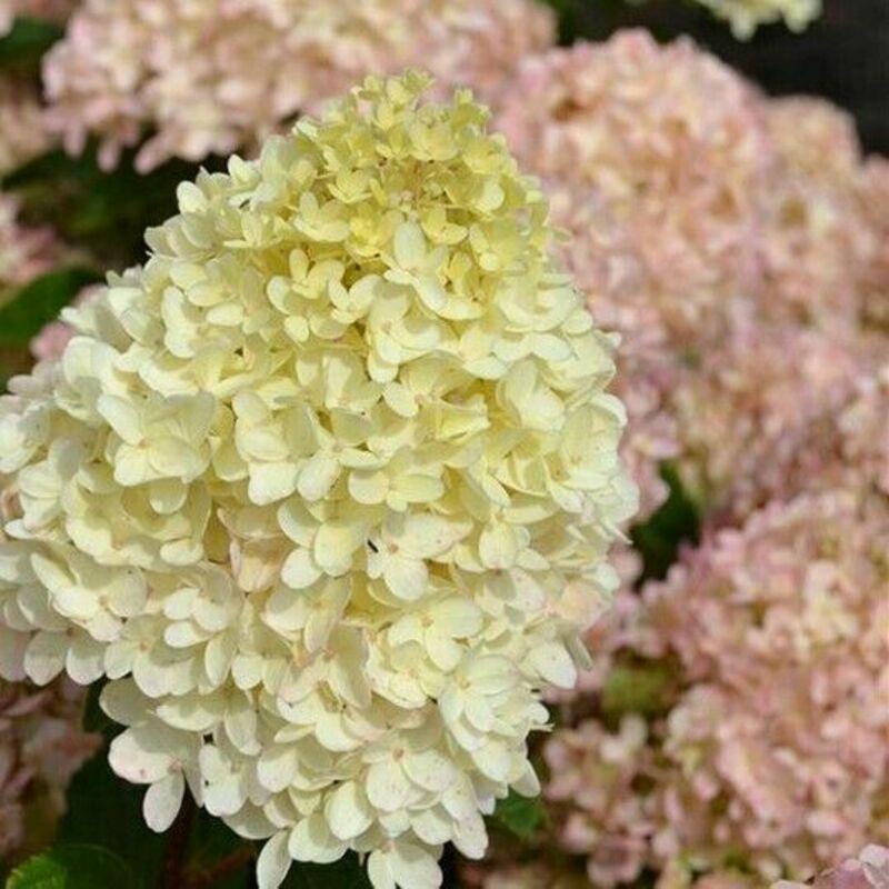 Гортензия метельчатая "Whitelight"