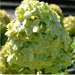 Гортензия метельчатая Гринлайт (Hydrangea paniculata 'Greentlight')