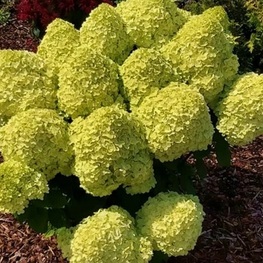 Гортензия метельчатая Лемонлайт (Hydrangea paniculata 'Lemonlight')