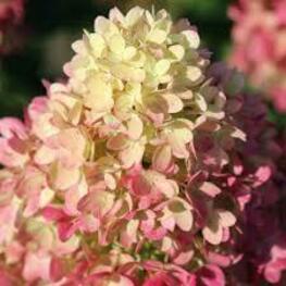 Гортензия метельчатая Пинклайт (Hydrangea paniculata 'Pinklight')